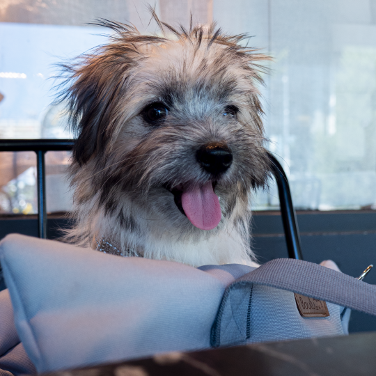 [B]도예지네연기✿