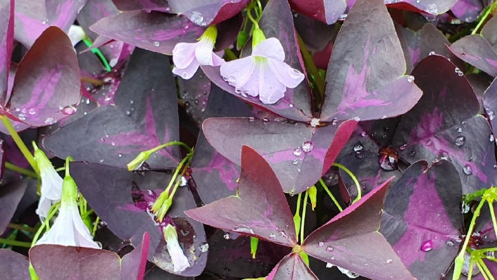 한소은✿⁀➷천사⭐